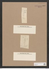Navicula sp. (de-Toni-Nr.: Genus 1) Zeichnungen Sammlung Grunow Nr. 1605 (NHMW-BOT-W0368155)